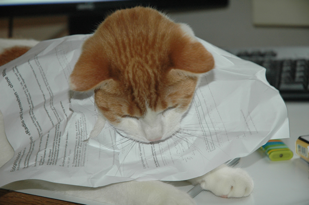 Katze Raoul