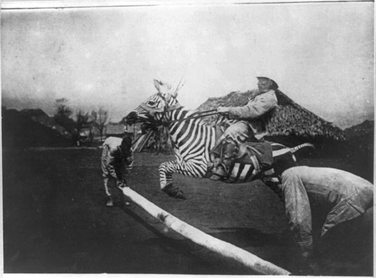 Zebra